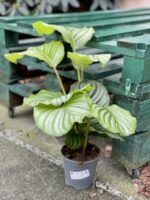 Zdjęcie rośliny Calathea Orbifolia, ujęcie 2
