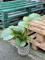Zdjęcie rośliny Calathea Orbifolia, ujęcie 3