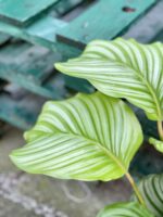 Zdjęcie rośliny Calathea Orbifolia, ujęcie 4