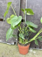 Zdjęcie akcesoria Drabinka Afrodite 39 cm, ujęcie 2