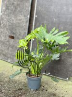 Zdjęcie akcesoria Drabinka Mano 38 cm, ujęcie 2