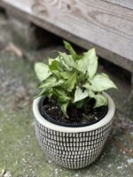 Zdjęcie rośliny Syngonium Holly M, ujęcie 2
