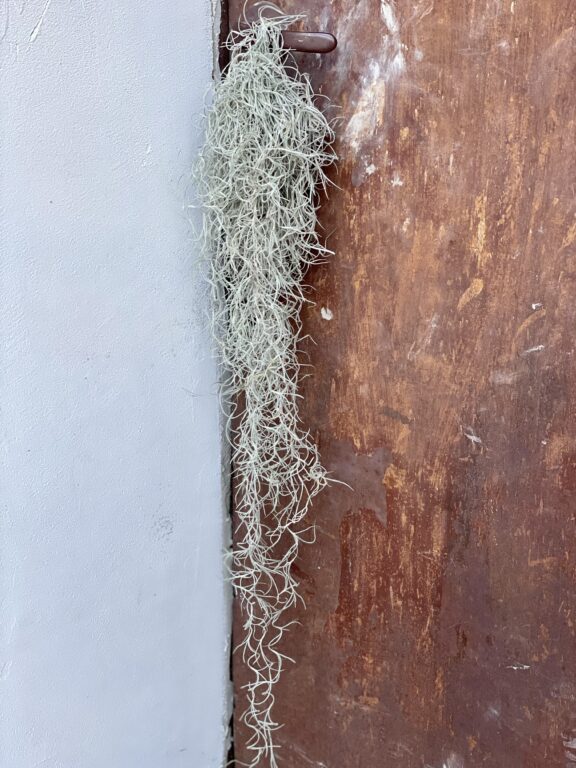 Zdjęcie rośliny Tillandsia usneoides (Oplatwa), ujęcie 1