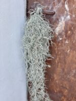 Zdjęcie rośliny Tillandsia usneoides (Oplatwa), ujęcie 2