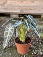 Zdjęcie rośliny Alocasia Bambino Arrow, ujęcie 2
