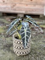 Zdjęcie rośliny Alocasia Bambino Arrow, ujęcie 3