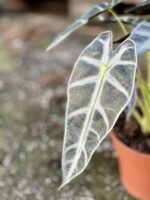 Zdjęcie rośliny Alocasia Bambino Arrow, ujęcie 4