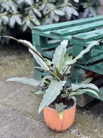 Zdjęcie rośliny Alocasia Lauterbachiana, ujęcie 1