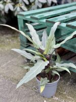 Zdjęcie rośliny Alocasia Lauterbachiana, ujęcie 2