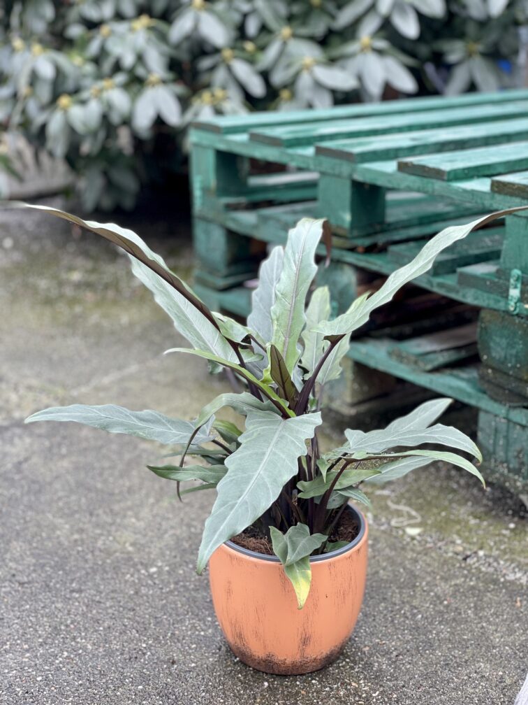 Zdjęcie rośliny Alocasia Lauterbachiana, ujęcie 3
