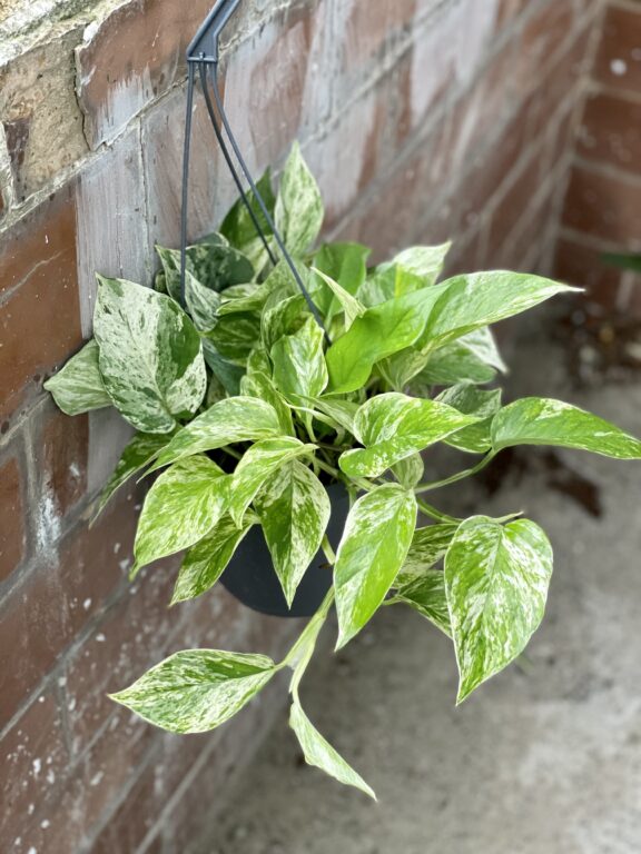 Zdjęcie rośliny Epipremnum Marble Queen, ujęcie 1