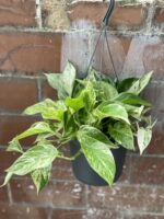 Zdjęcie rośliny Epipremnum Marble Queen, ujęcie 2