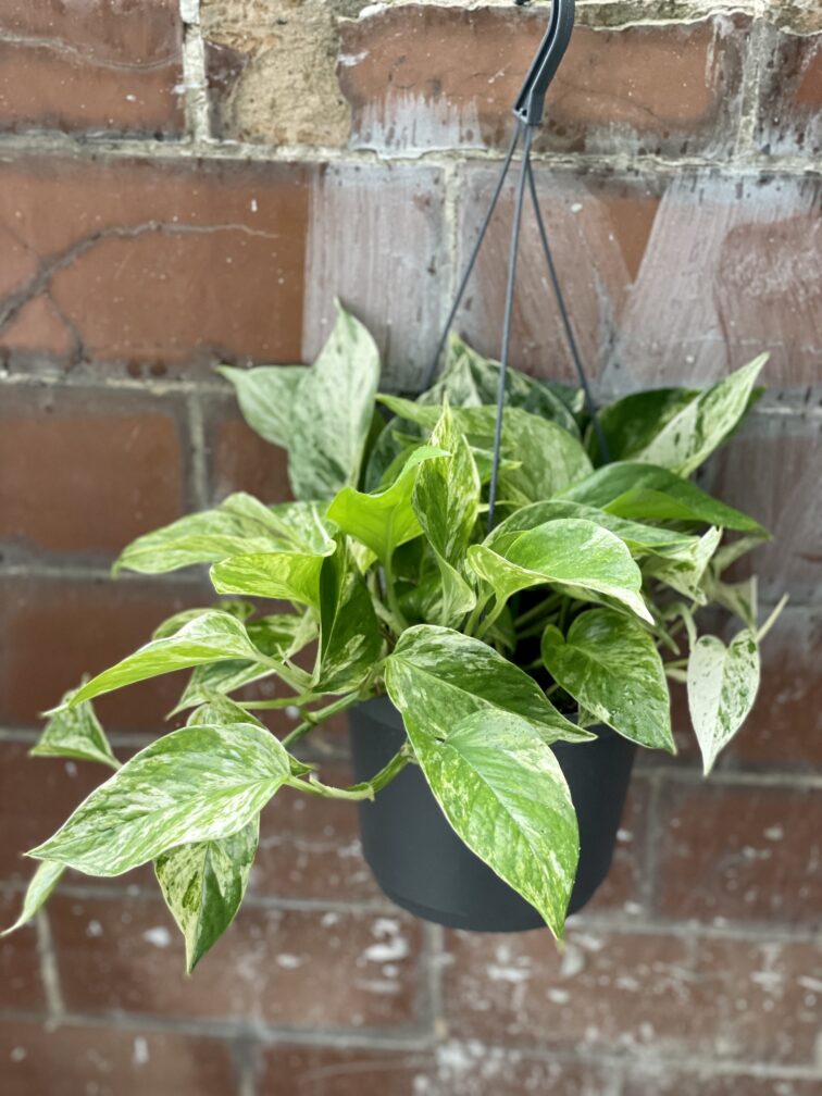 Zdjęcie rośliny Epipremnum Marble Queen, ujęcie 2