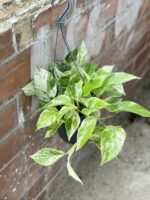 Zdjęcie rośliny Epipremnum Marble Queen, ujęcie 3
