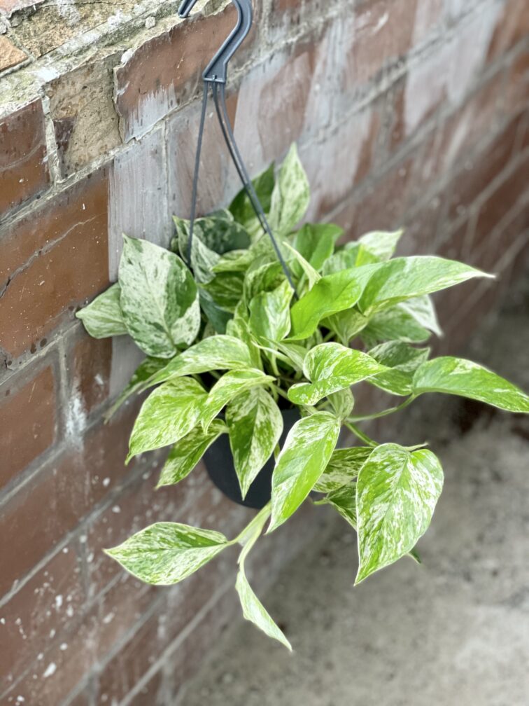 Zdjęcie rośliny Epipremnum Marble Queen, ujęcie 3