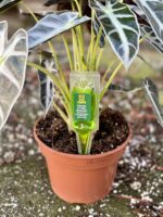 Zdjęcie akcesoria Odżywka do roślin domowych Compo 30 ml, ujęcie 2