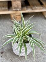 Zdjęcie rośliny Chlorophytum comosum Ocean (Zielistka), ujęcie 1