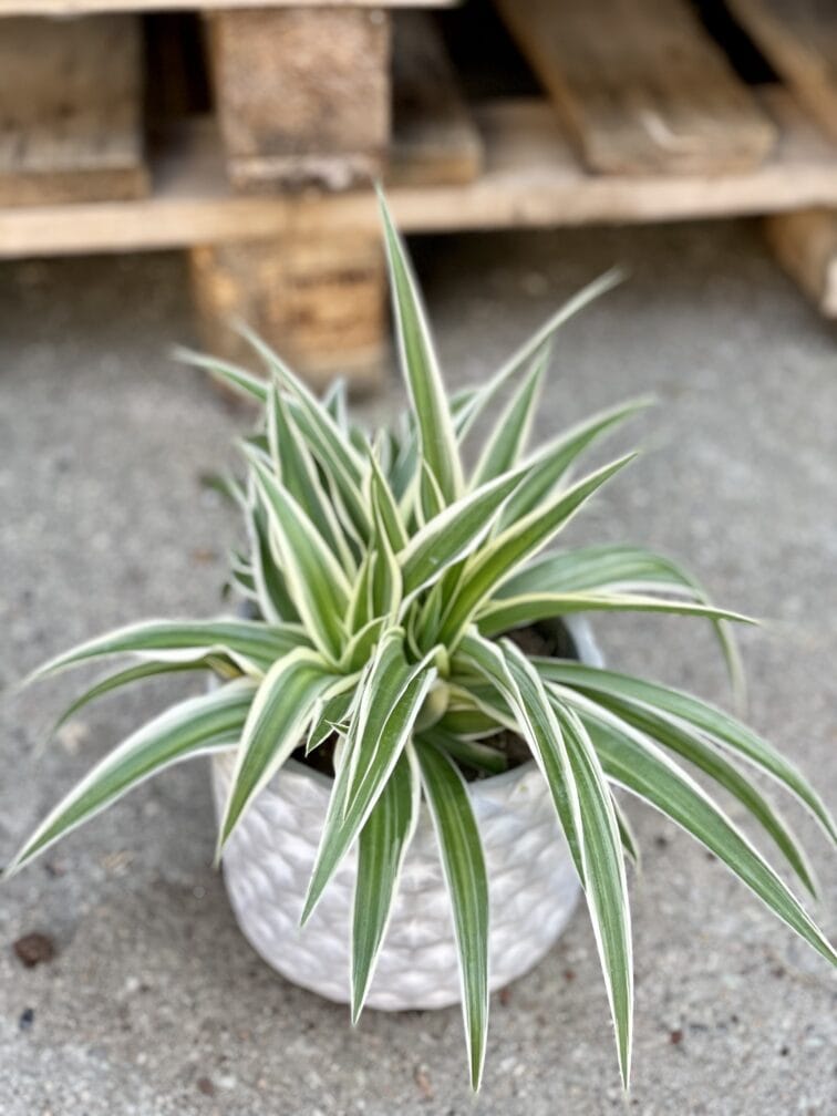 Zdjęcie rośliny Chlorophytum comosum Ocean (Zielistka), ujęcie 1