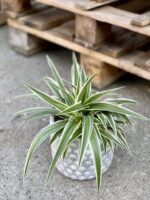 Zdjęcie rośliny Chlorophytum comosum Ocean (Zielistka), ujęcie 2