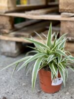 Zdjęcie rośliny Chlorophytum comosum Ocean (Zielistka), ujęcie 3