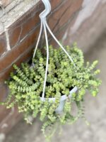 Zdjęcie rośliny Crassula Hottentot, ujęcie 1
