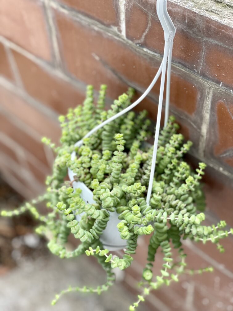 Zdjęcie rośliny Crassula Hottentot, ujęcie 2