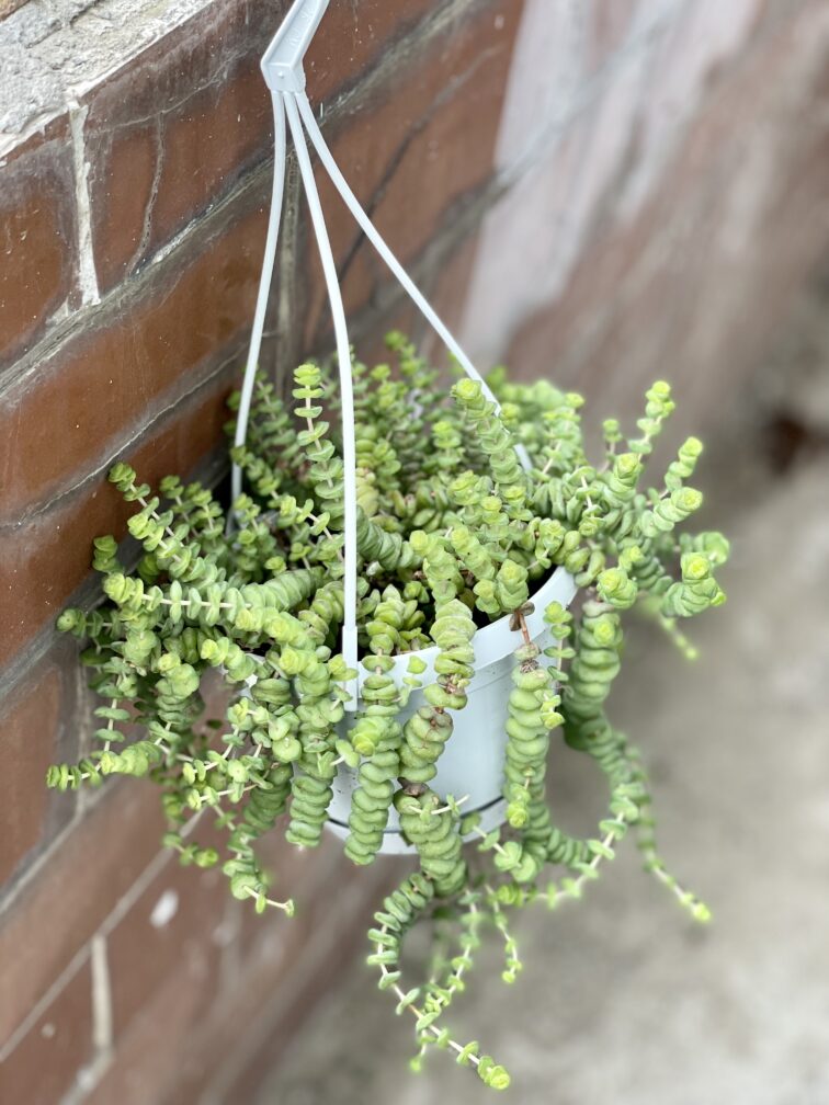 Zdjęcie rośliny Crassula Hottentot, ujęcie 3
