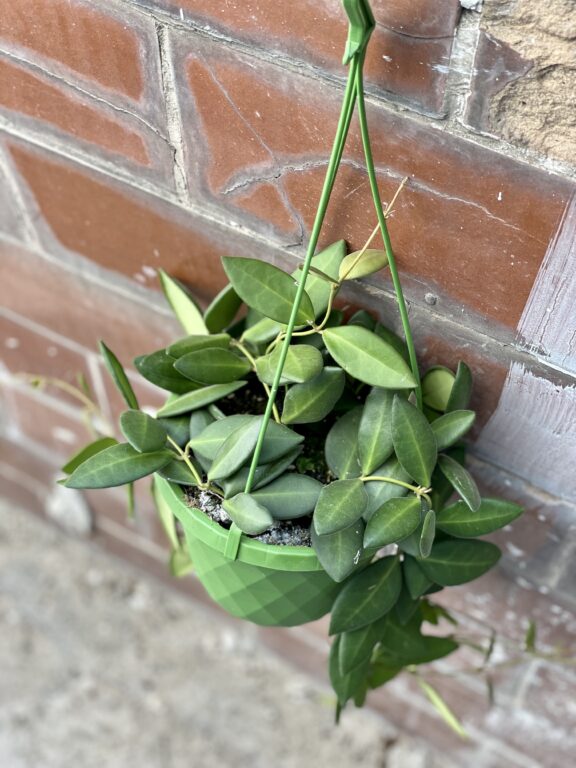 Zdjęcie rośliny Hoya burtoniae, ujęcie 1