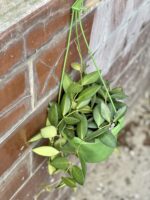 Zdjęcie rośliny Hoya burtoniae, ujęcie 2
