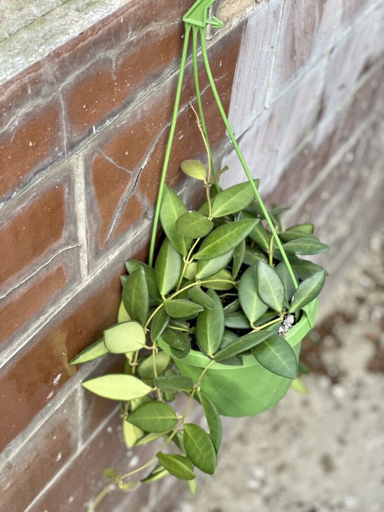 Zdjęcie rośliny Hoya burtoniae, ujęcie 2