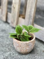Zdjęcie doniczki lub oslonki: Osłonka Playa 10x9 cm, ujęcie 2