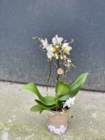 Zdjęcie rośliny Phalaenopsis Kolibri Orchids Liberty, ujęcie 2