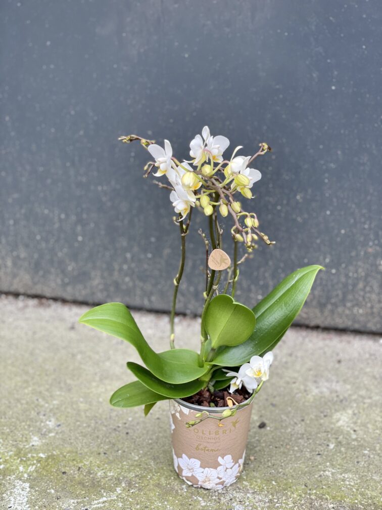 Zdjęcie rośliny Phalaenopsis Kolibri Orchids Liberty, ujęcie 2