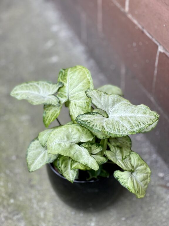 Zdjęcie rośliny Syngonium White Butterfly, ujęcie 1
