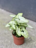 Zdjęcie rośliny Syngonium White Butterfly, ujęcie 3
