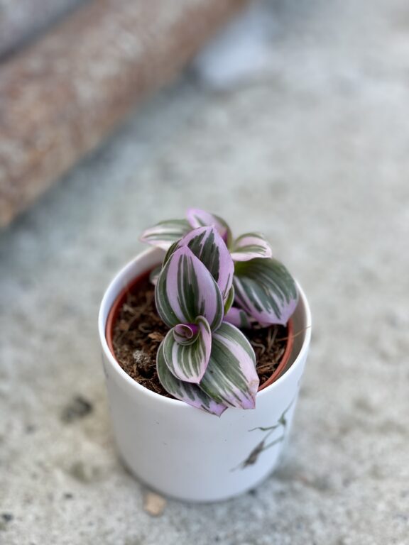 Zdjęcie rośliny Tradescantia Albiflora Nanouk (Trzykrotka Nanouk), ujęcie 1