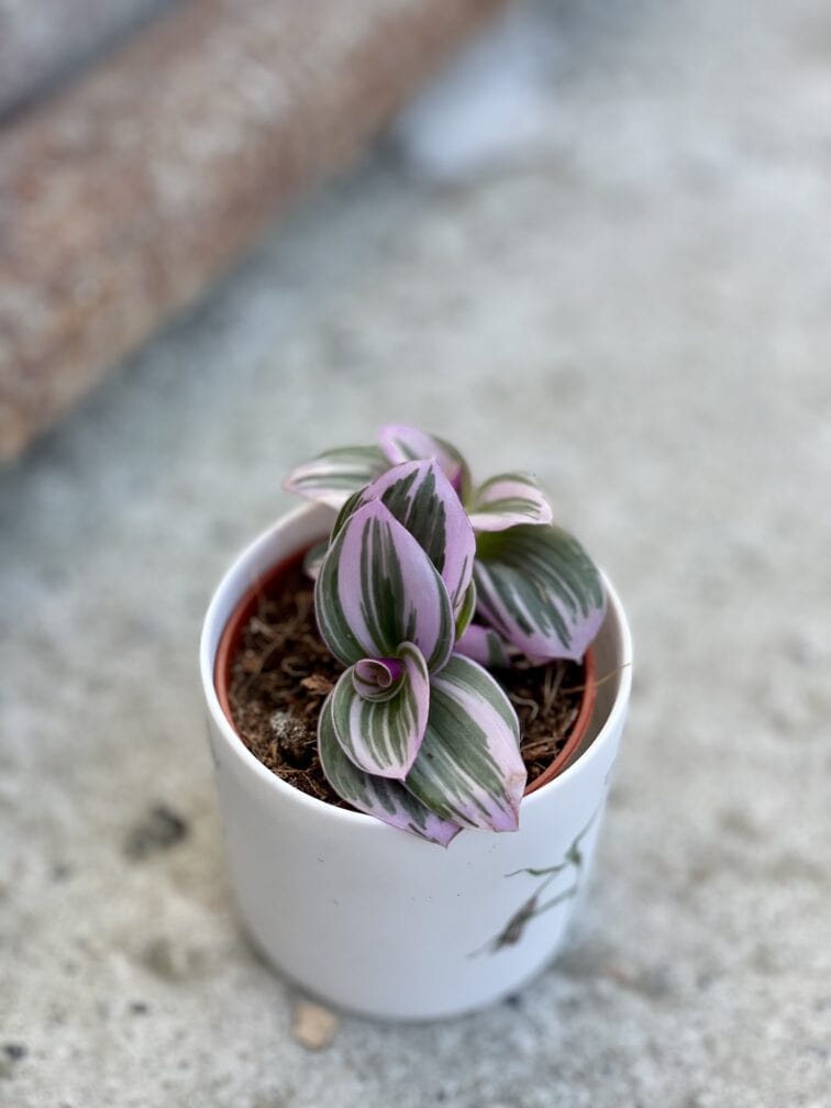 Zdjęcie rośliny Tradescantia Albiflora Nanouk (Trzykrotka Nanouk), ujęcie 1