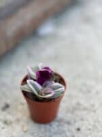 Zdjęcie rośliny Tradescantia Albiflora Nanouk (Trzykrotka Nanouk), ujęcie 2
