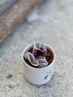 Zdjęcie rośliny Tradescantia Albiflora Nanouk (Trzykrotka Nanouk), ujęcie 3