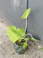Zdjęcie rośliny Wasabi japonica (Chrzan japoński), ujęcie 1