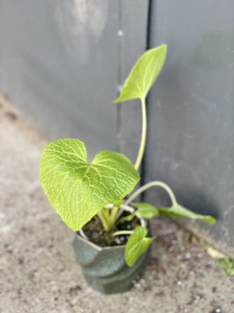 Zdjęcie rośliny Wasabi japonica (Chrzan japoński), ujęcie 1