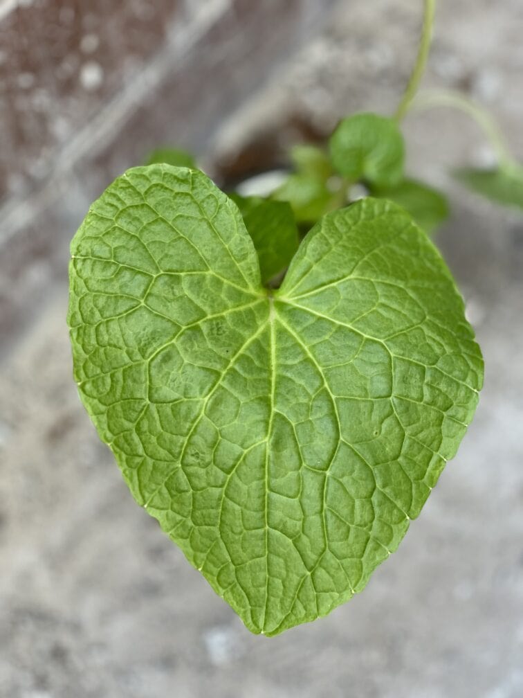 Zdjęcie rośliny Wasabi japonica (Chrzan japoński), ujęcie 2