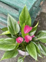 Zdjęcie rośliny Anthurium andreanum Pure Purple, ujęcie 1