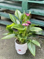 Zdjęcie rośliny Anthurium andreanum Pure Purple, ujęcie 2