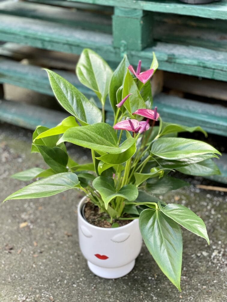 Zdjęcie rośliny Anthurium andreanum Pure Purple, ujęcie 2