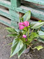 Zdjęcie rośliny Anthurium andreanum Pure Purple, ujęcie 3