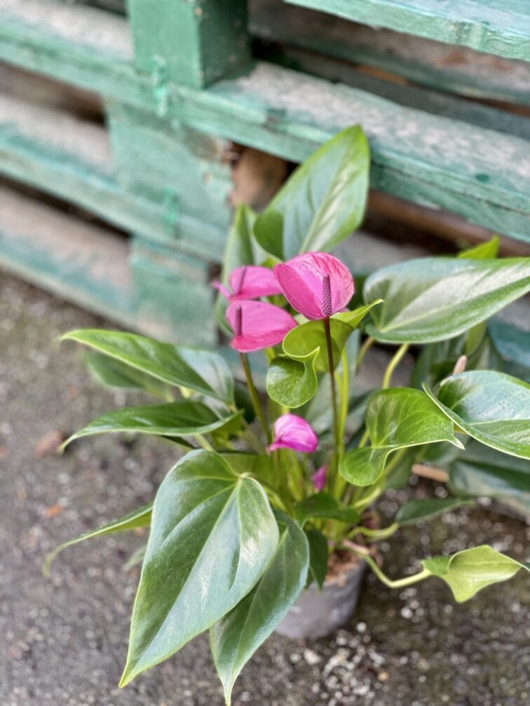 Zdjęcie rośliny Anthurium andreanum Pure Purple, ujęcie 3