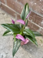 Zdjęcie rośliny Anthurium Zizou, ujęcie 1