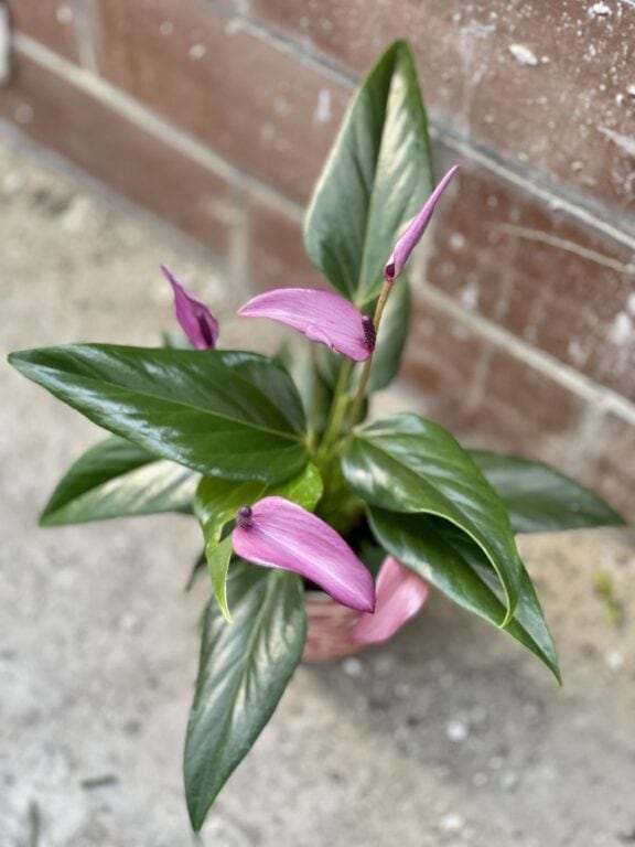 Zdjęcie rośliny Anthurium Zizou, ujęcie 1