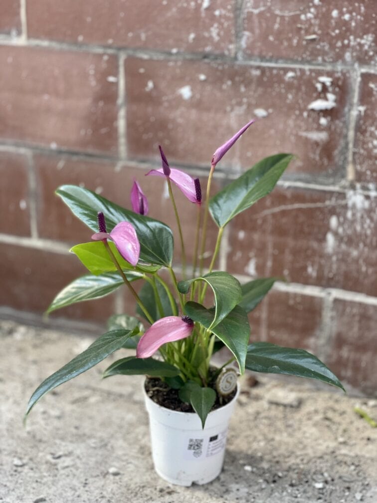 Zdjęcie rośliny Anthurium Zizou, ujęcie 2